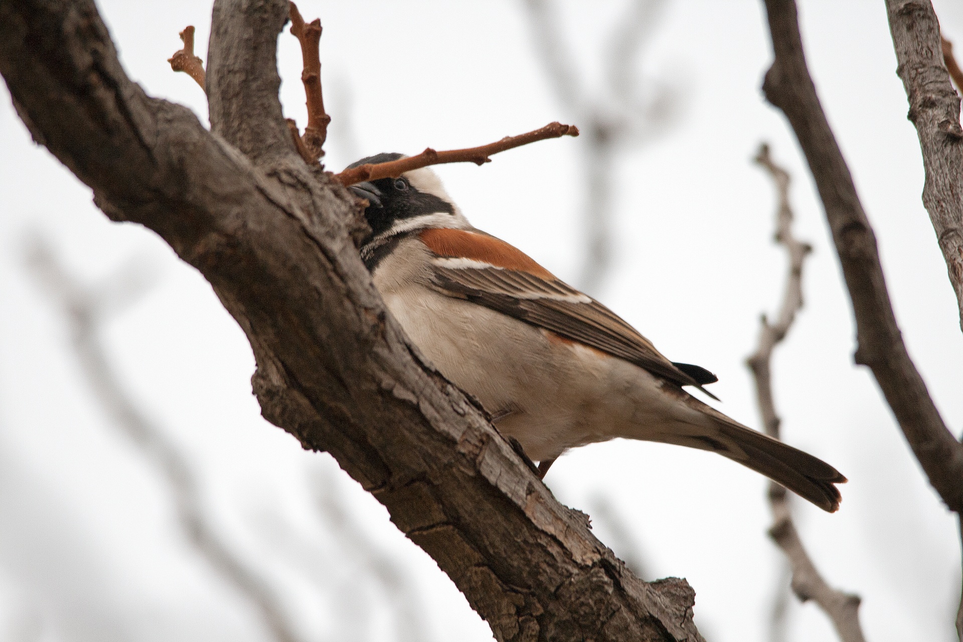 bird tree branch free photo