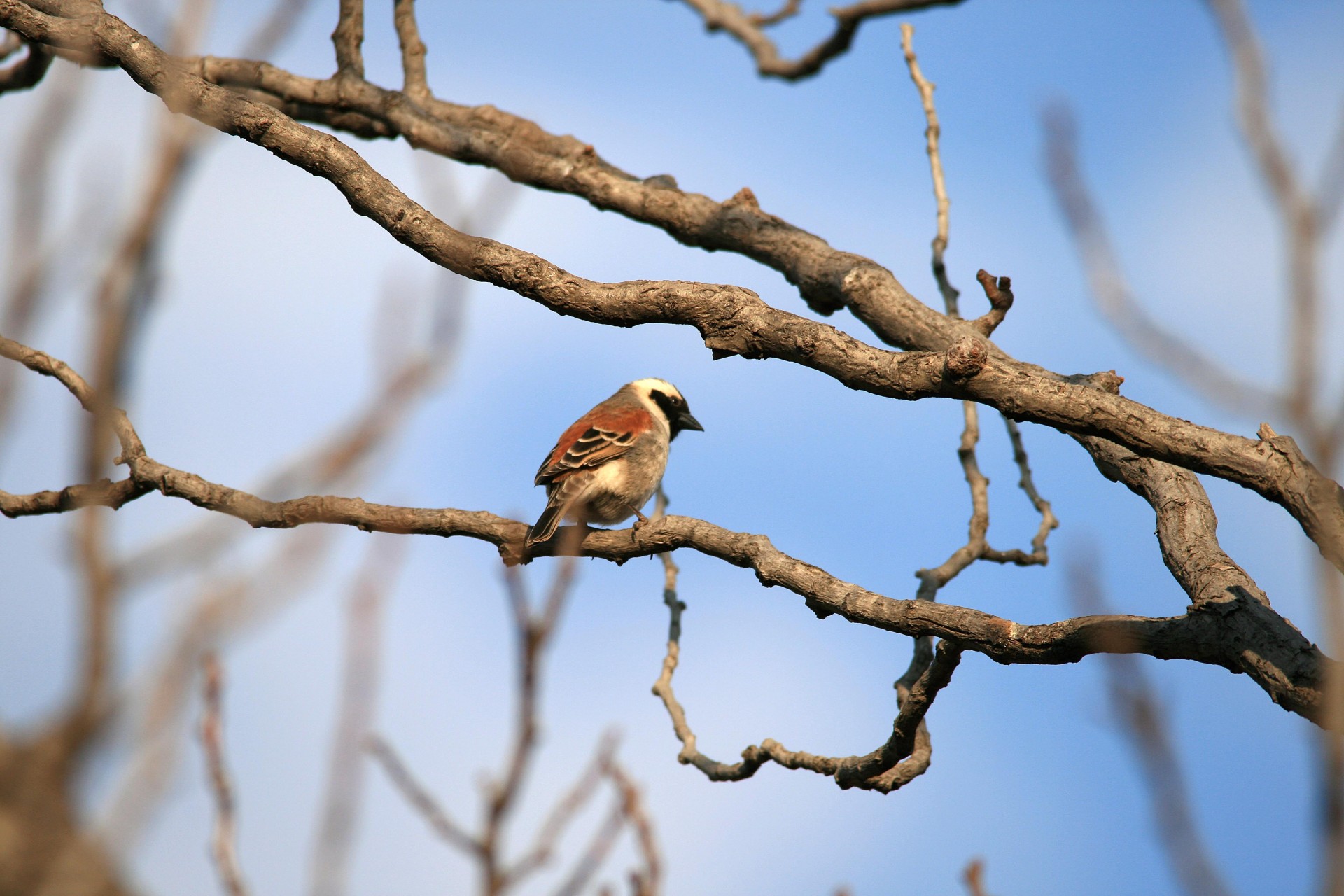 bird small brown free photo