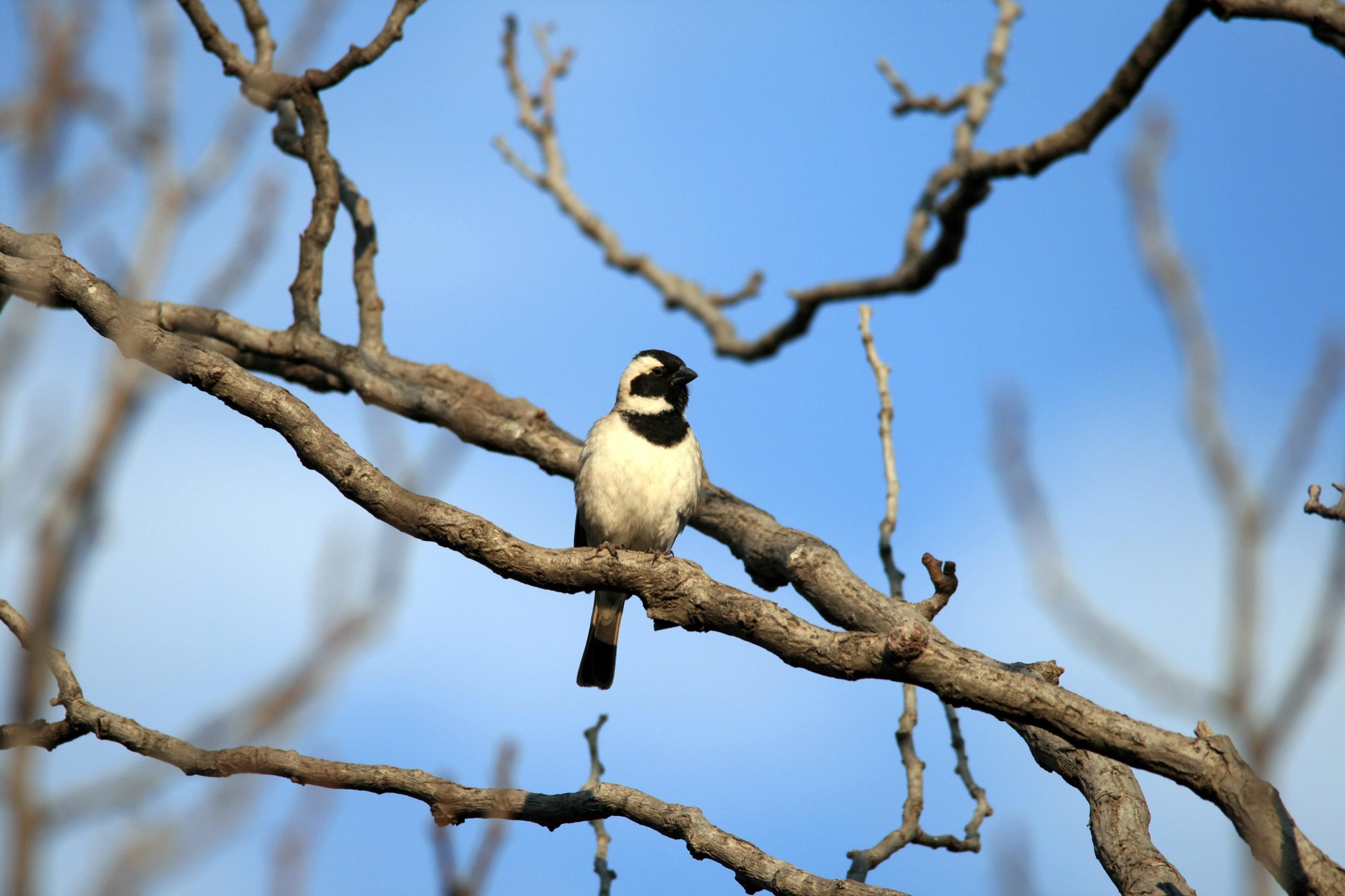 bird small brown free photo