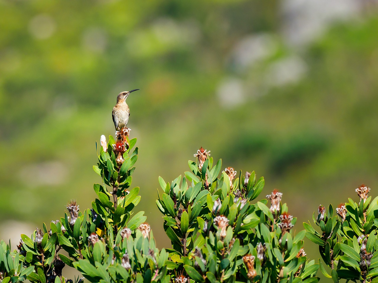 cape sugarbird  bird  nature free photo