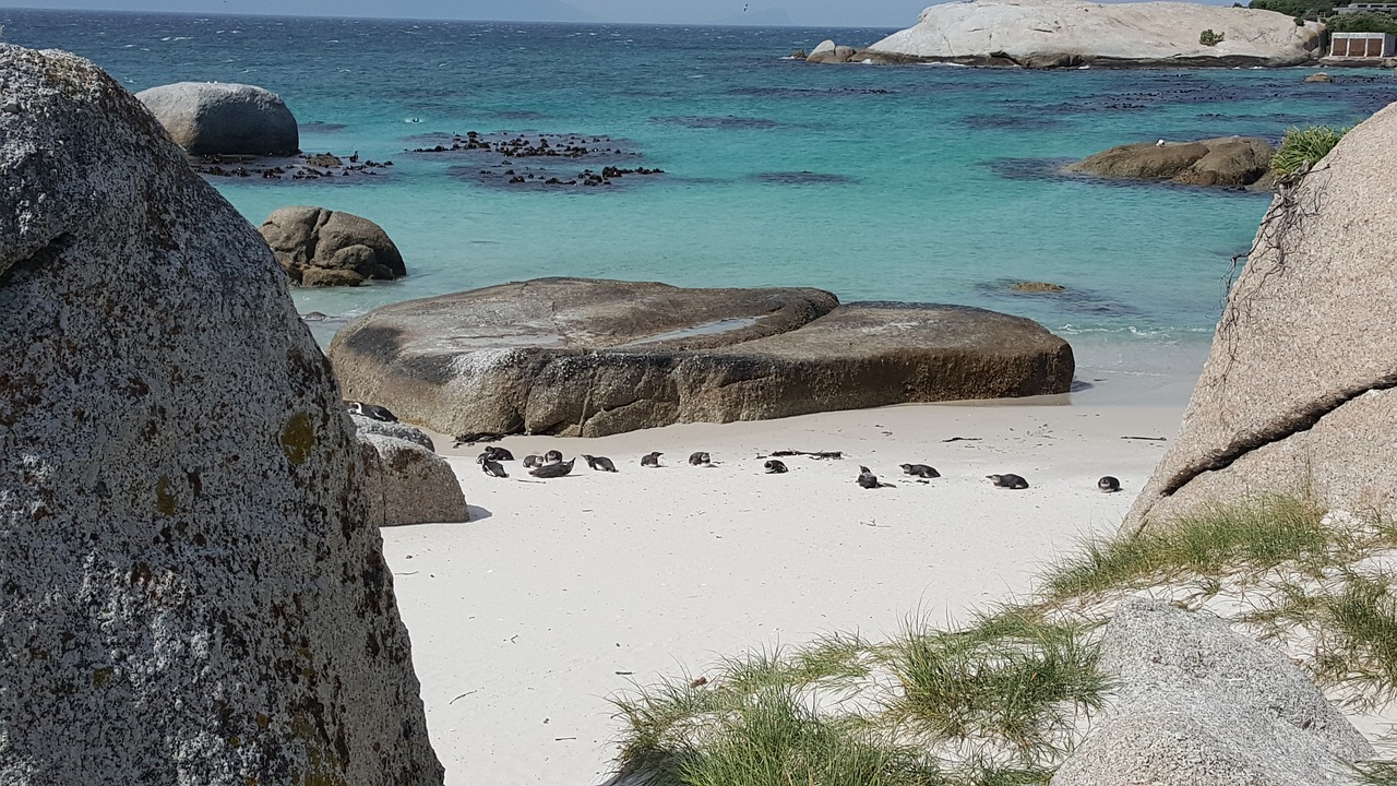 cape town boulders beach africa free photo