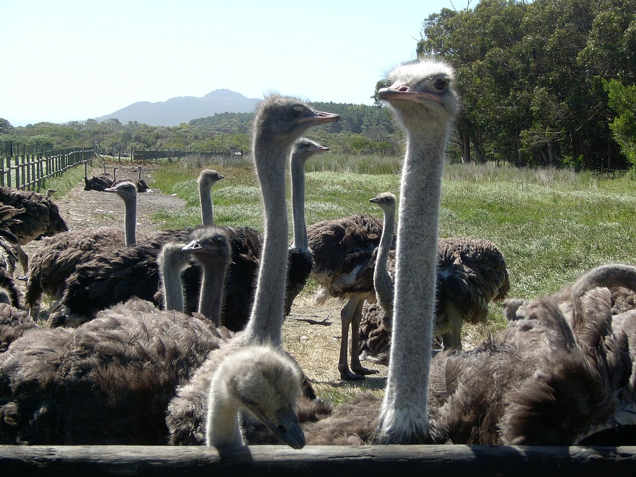 cape town ostrich south africa free photo