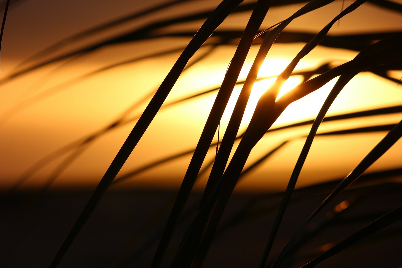 cape verde sunset palm tree free photo