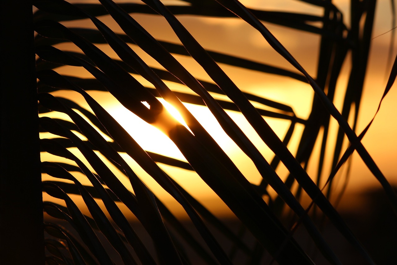 cape verde sunset palm tree free photo