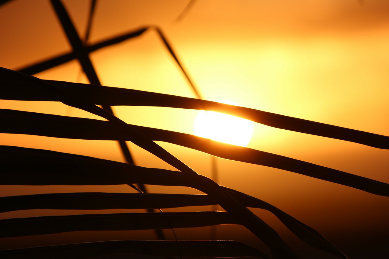 cape verde sunset palm tree free photo