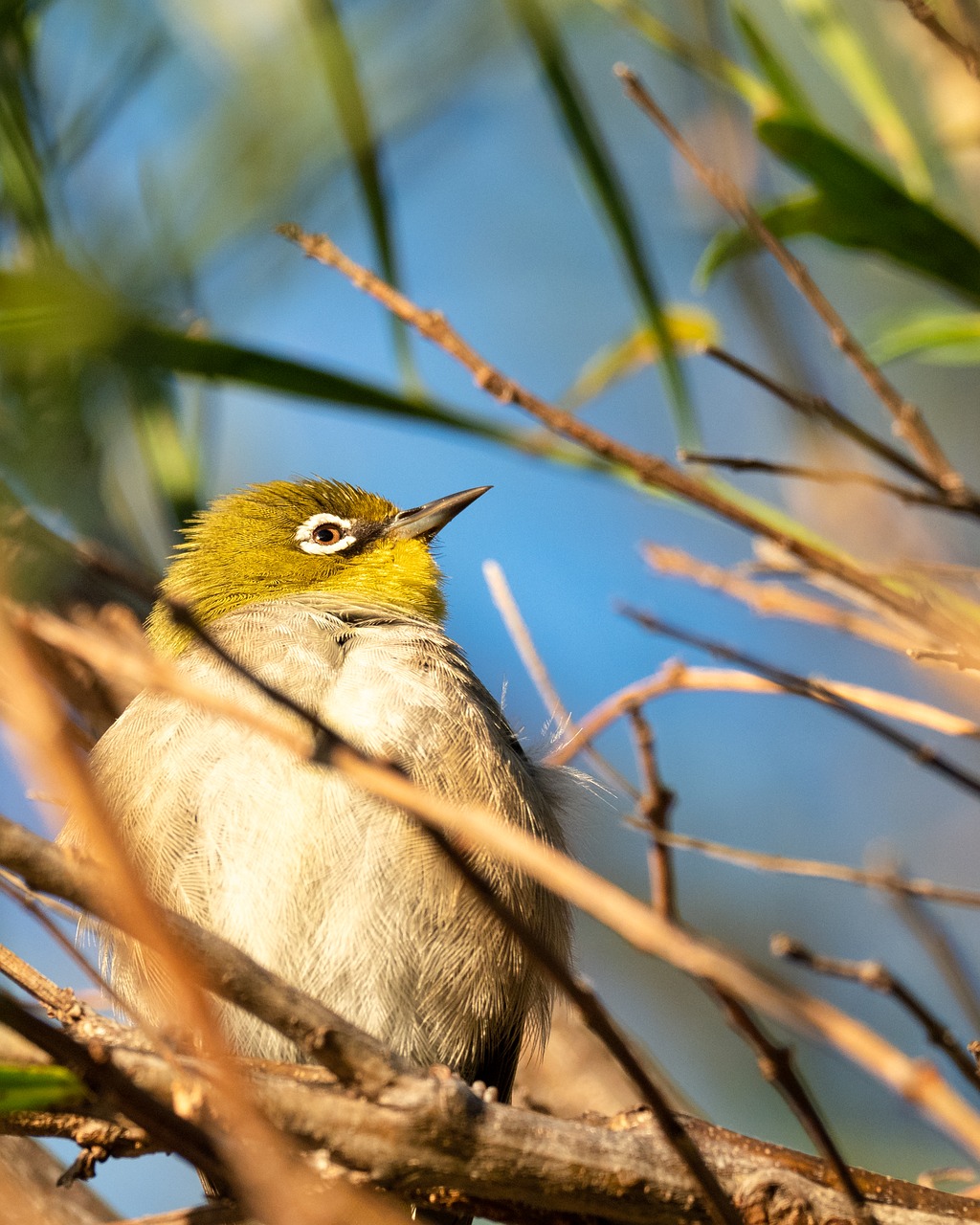 cape white-eye  bird  robin free photo