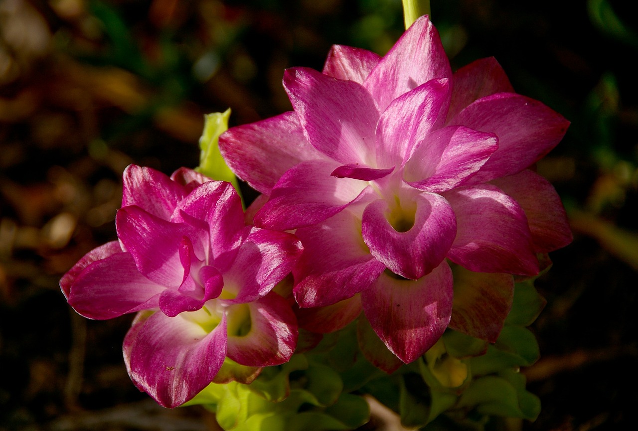 cape york lily flowers blooms free photo