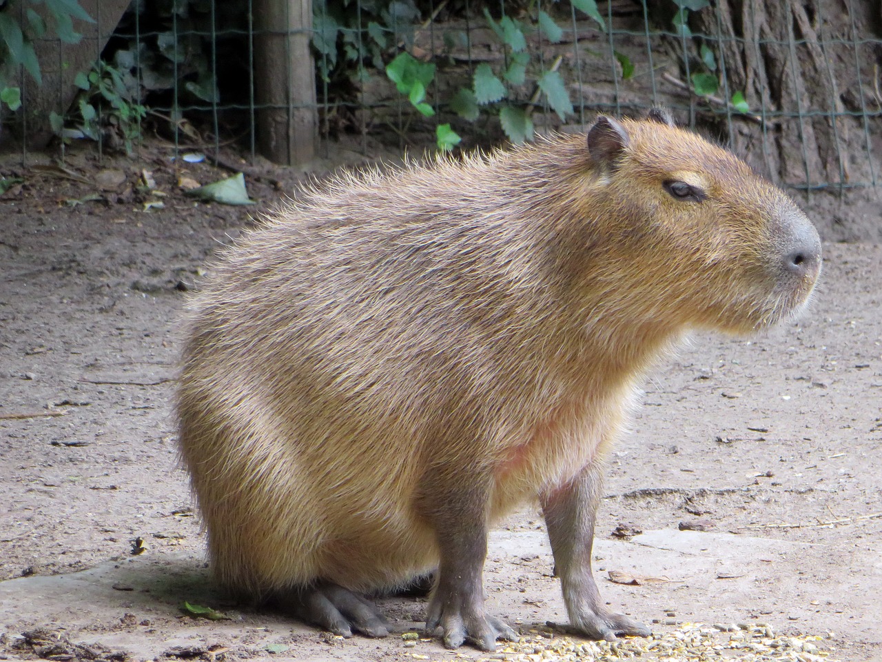 capibara rodent pig water free photo