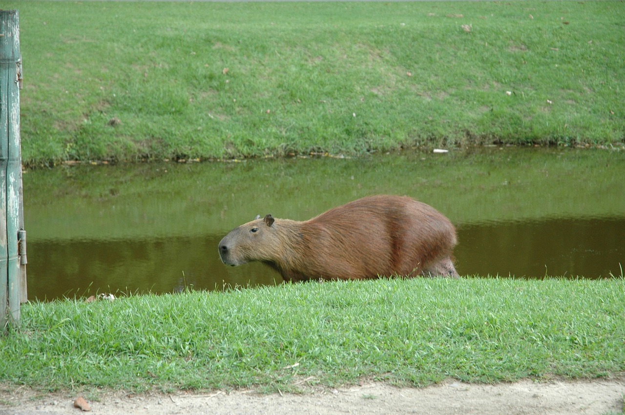 capivara brazil aquatic animal free photo