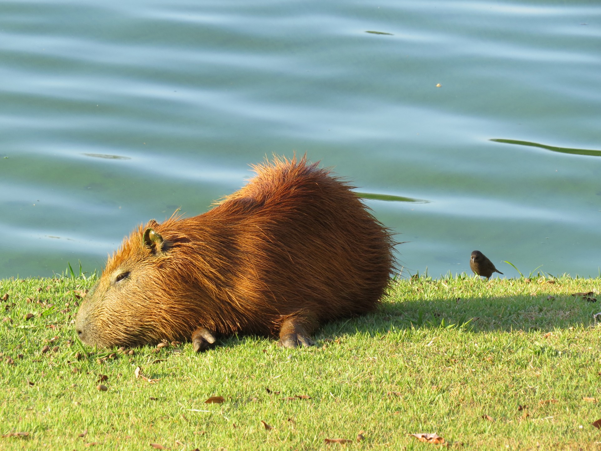 capybara animal lake free photo