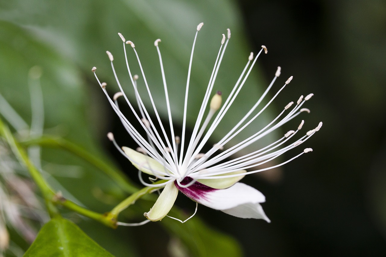 capparis micracantha blossom bloom free photo