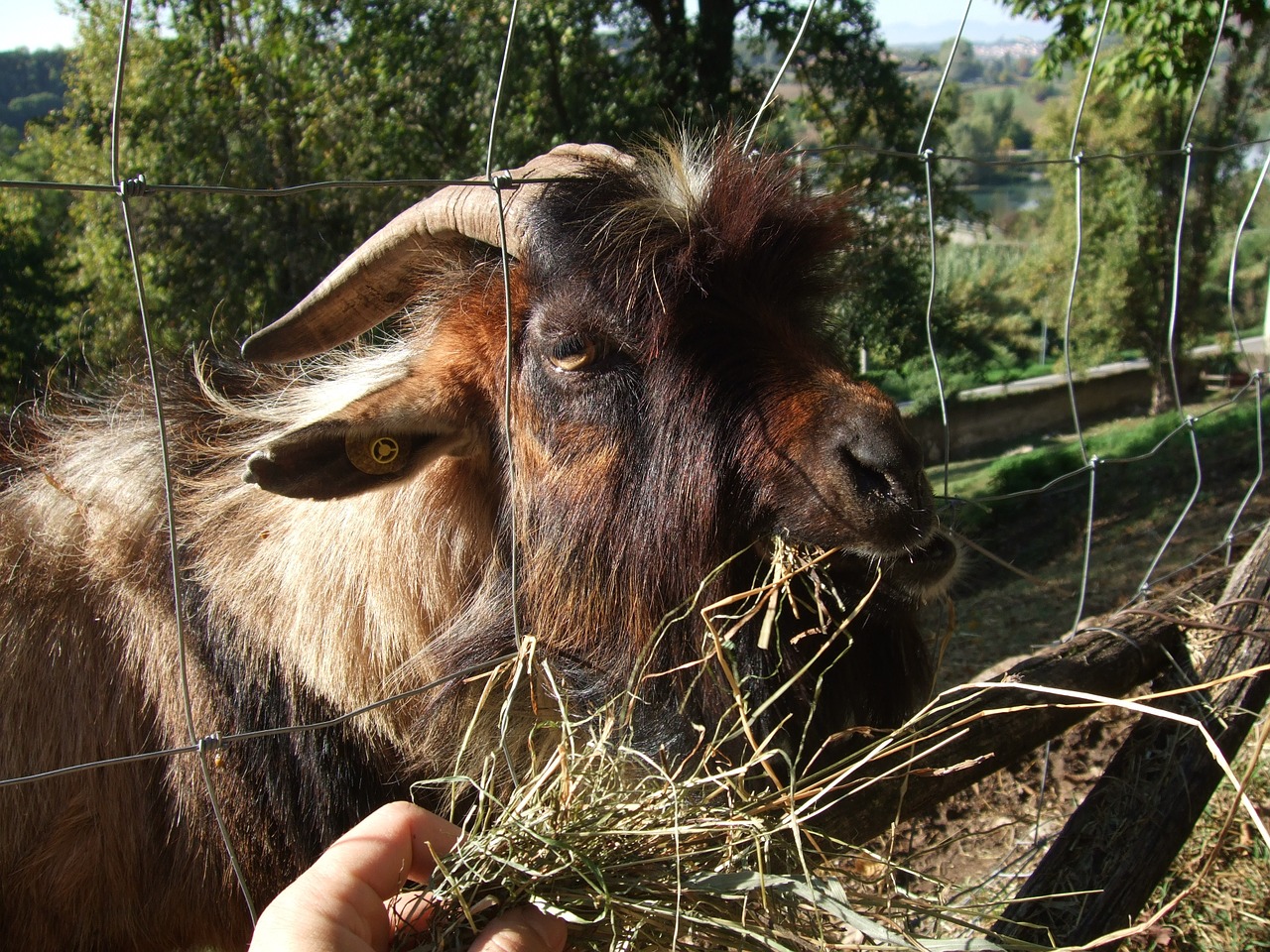 capra goat natural park free photo