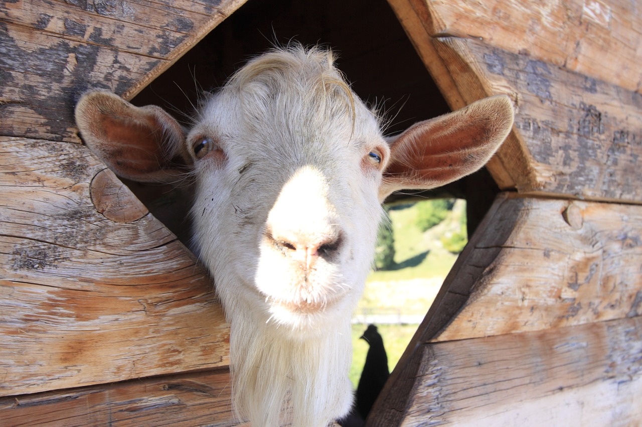capra farm goat free photo