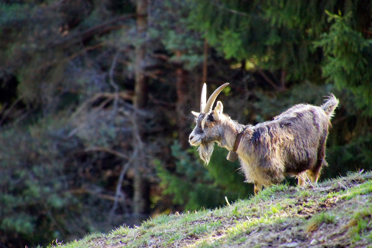 capra mammal animal free photo