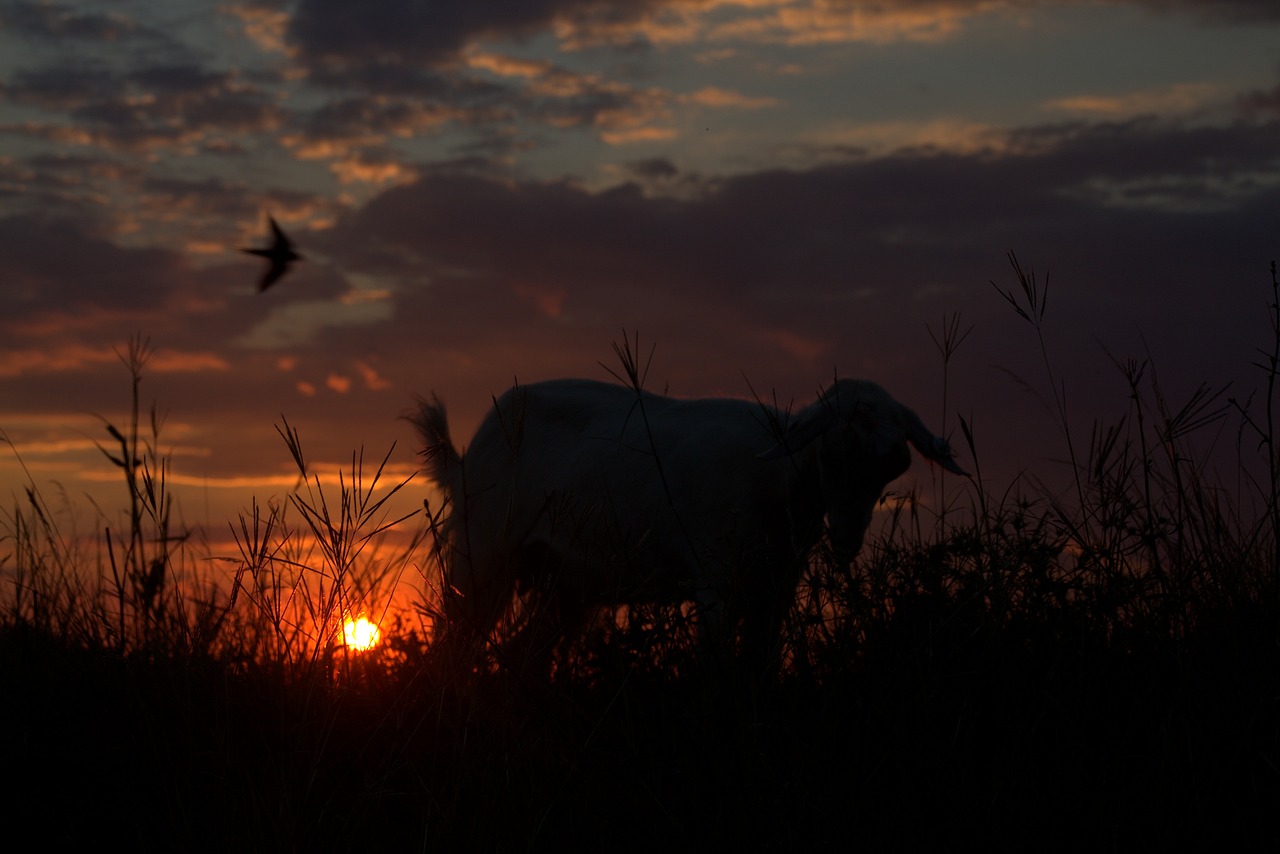 capra sunset shadows free photo