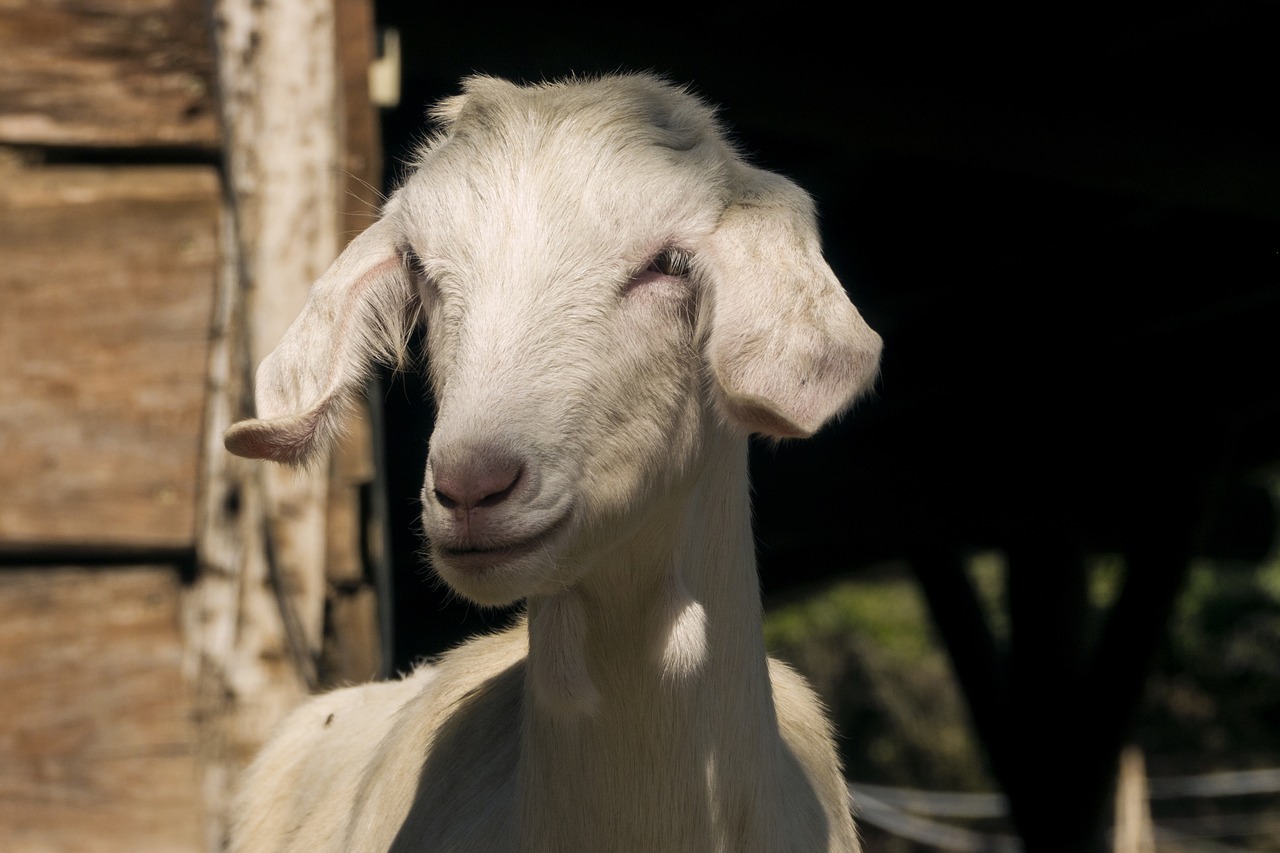 capra sheep farm free photo