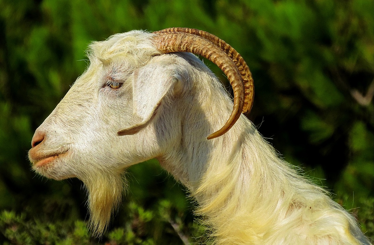 capra goats fauna free photo