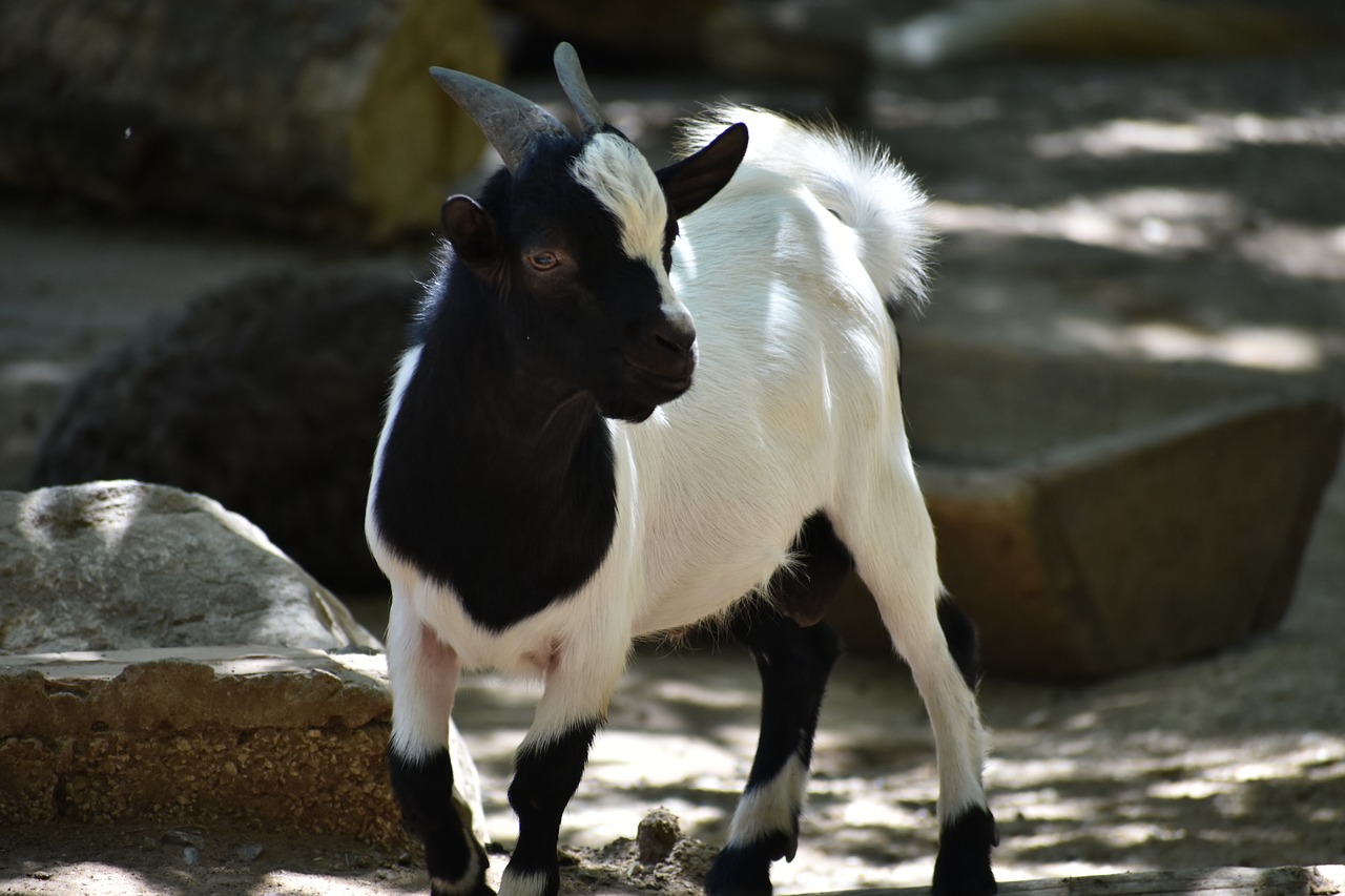 capra  goat  lamb free photo
