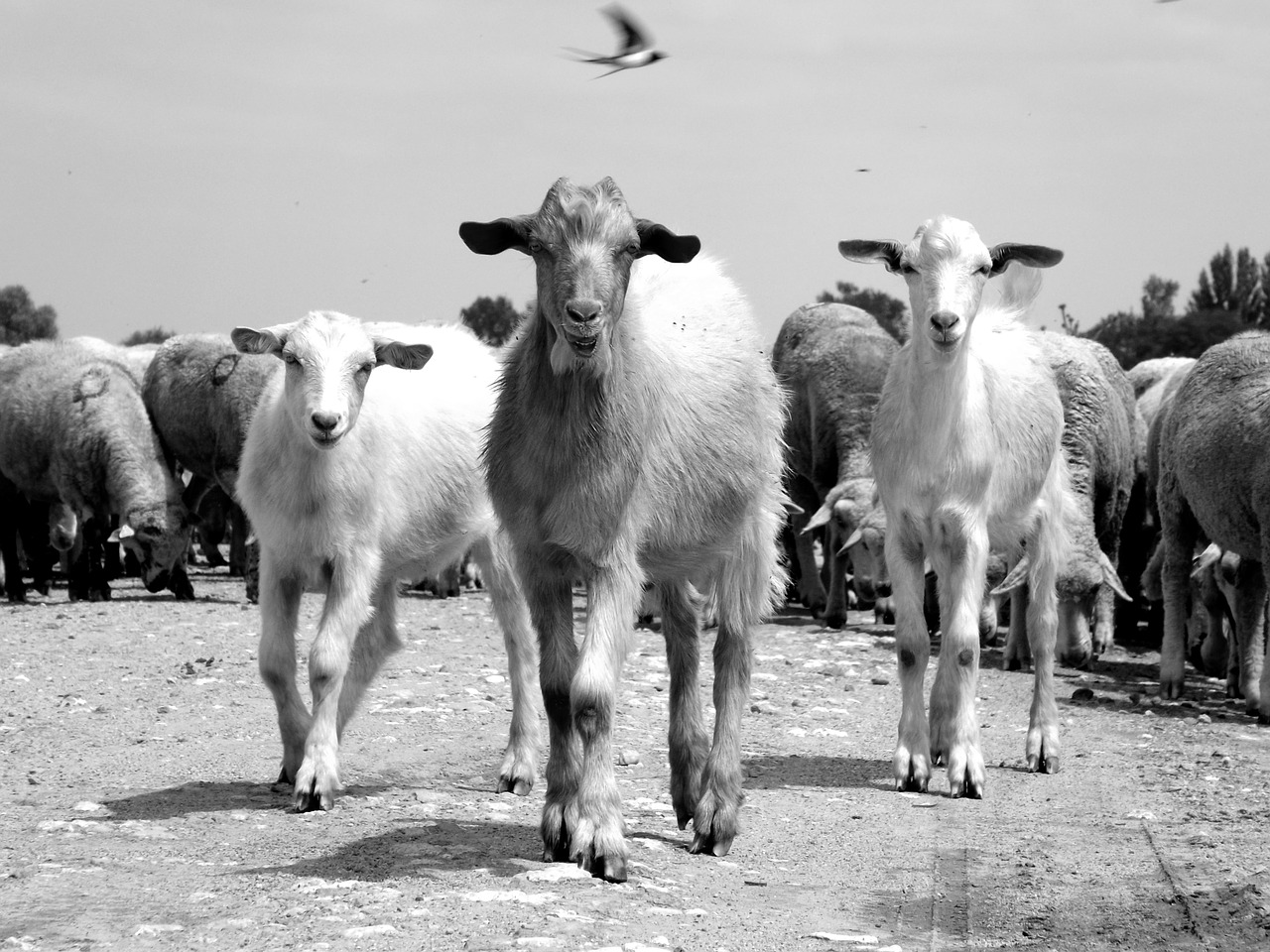 capra sheep the flock free photo