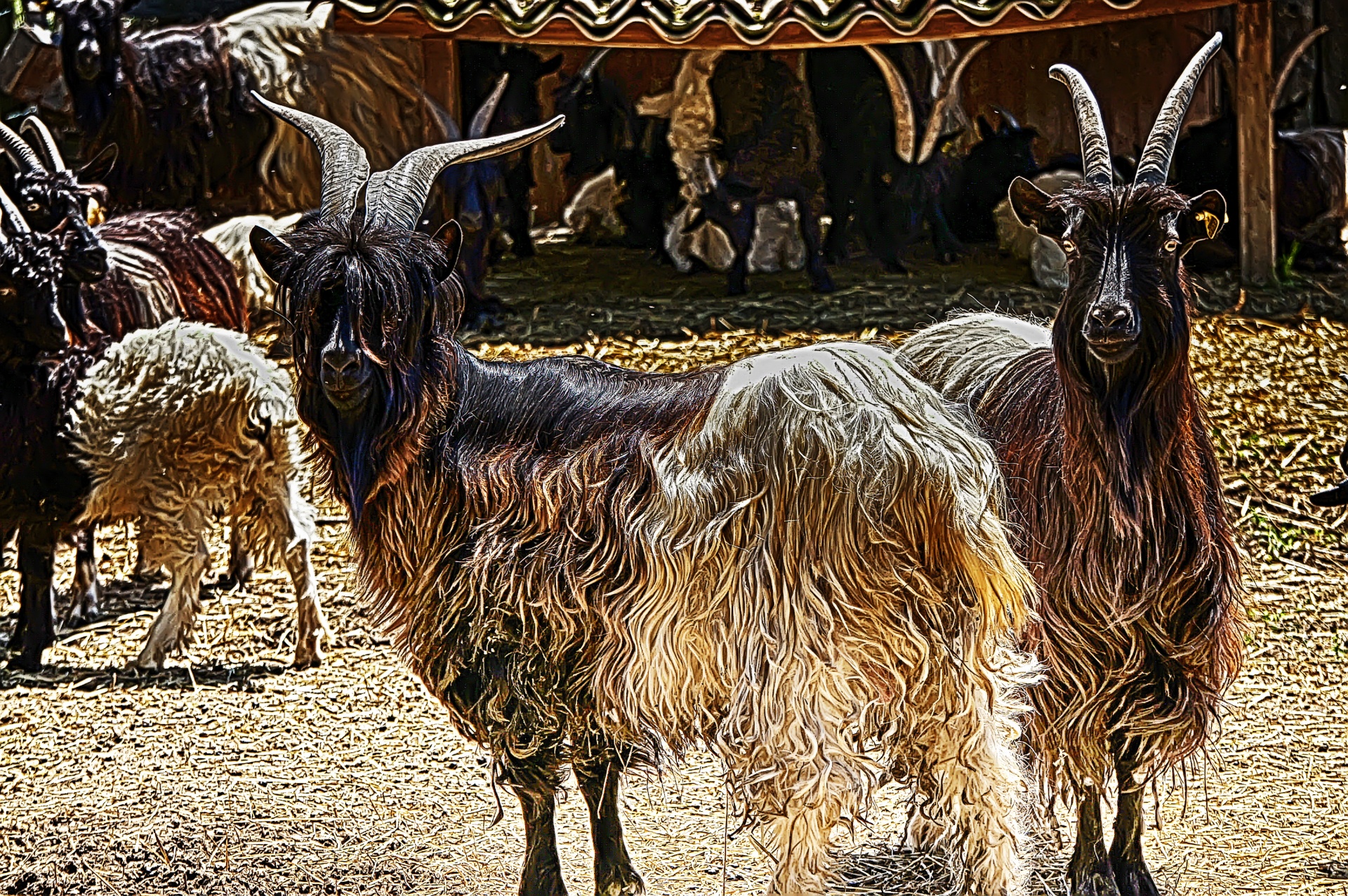 goats horns wool free photo