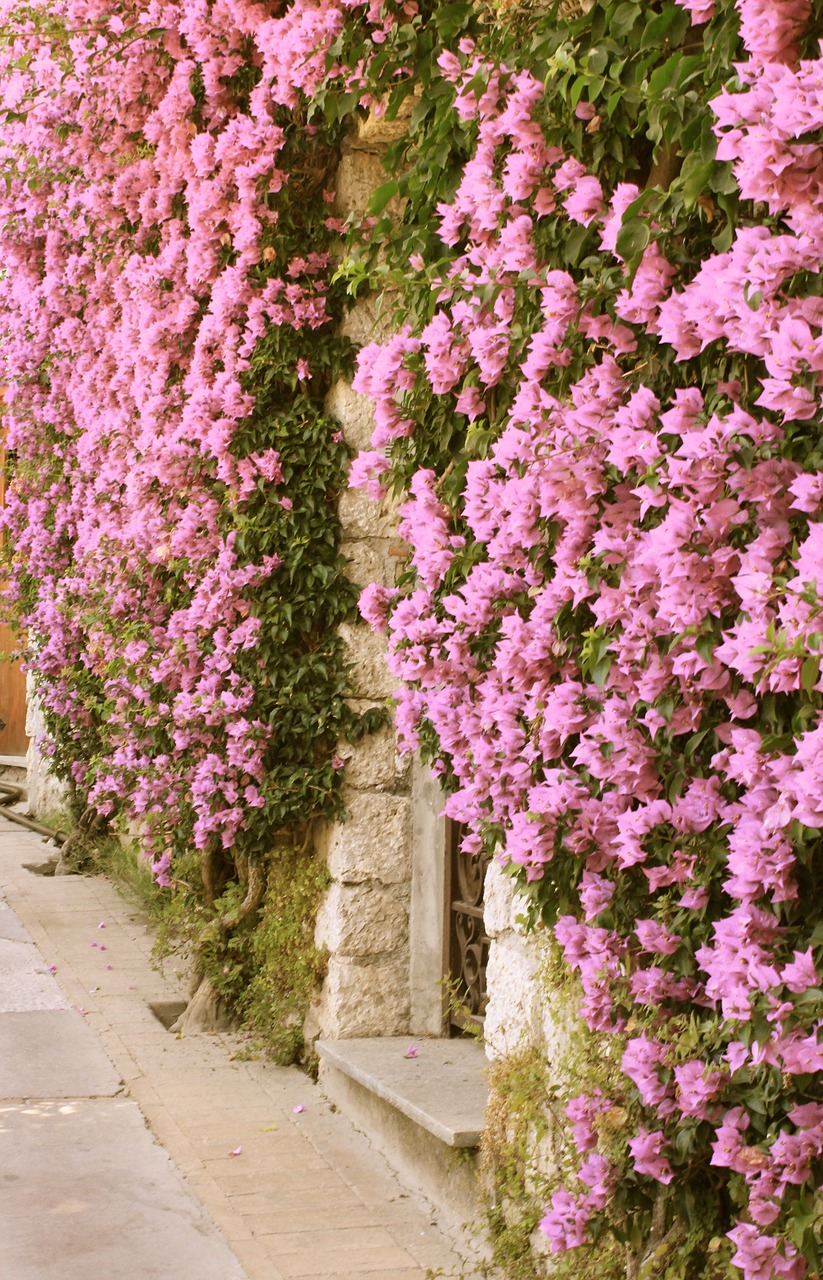 capri  bougainvillea  rosa free photo