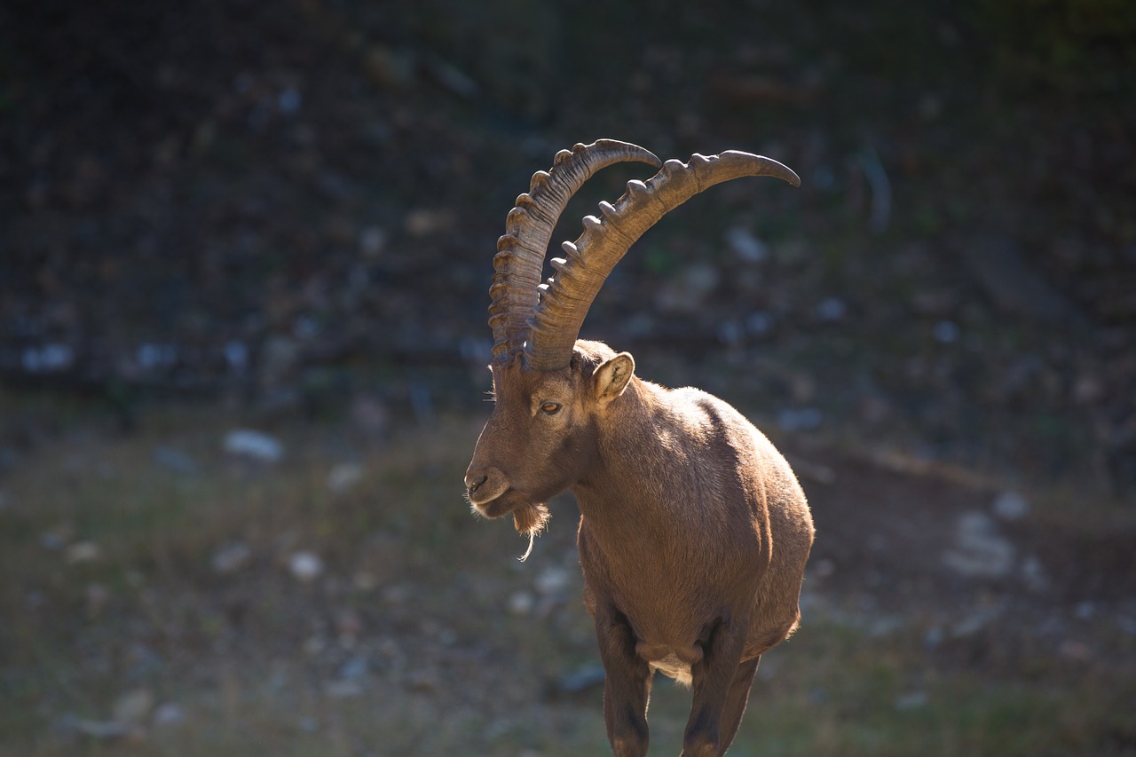 capricorn ibex animal free photo