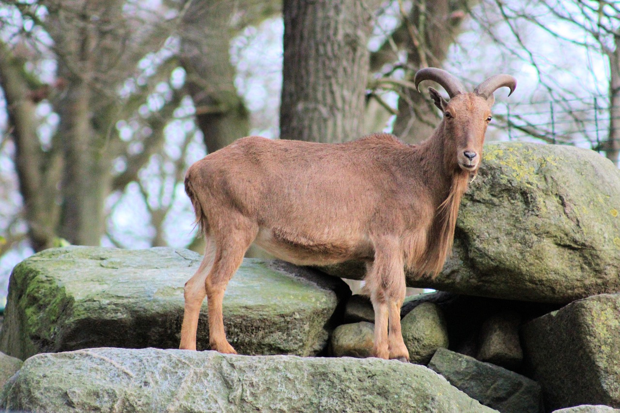 capricorn animals fur free photo