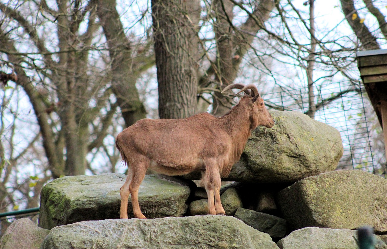 capricorn animals fur free photo