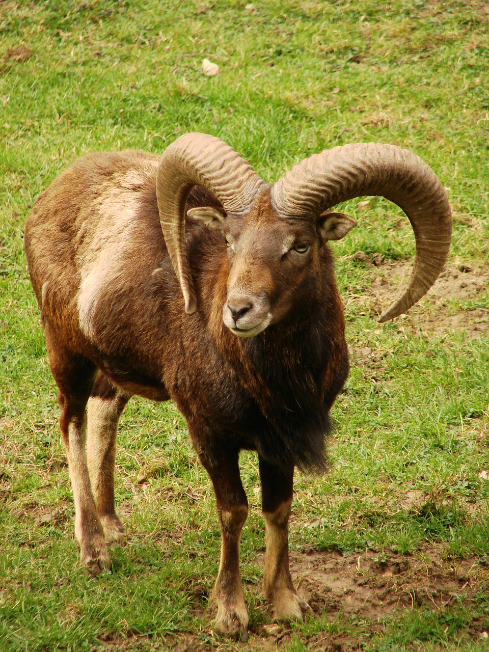 capricorn wild animal ibex free photo