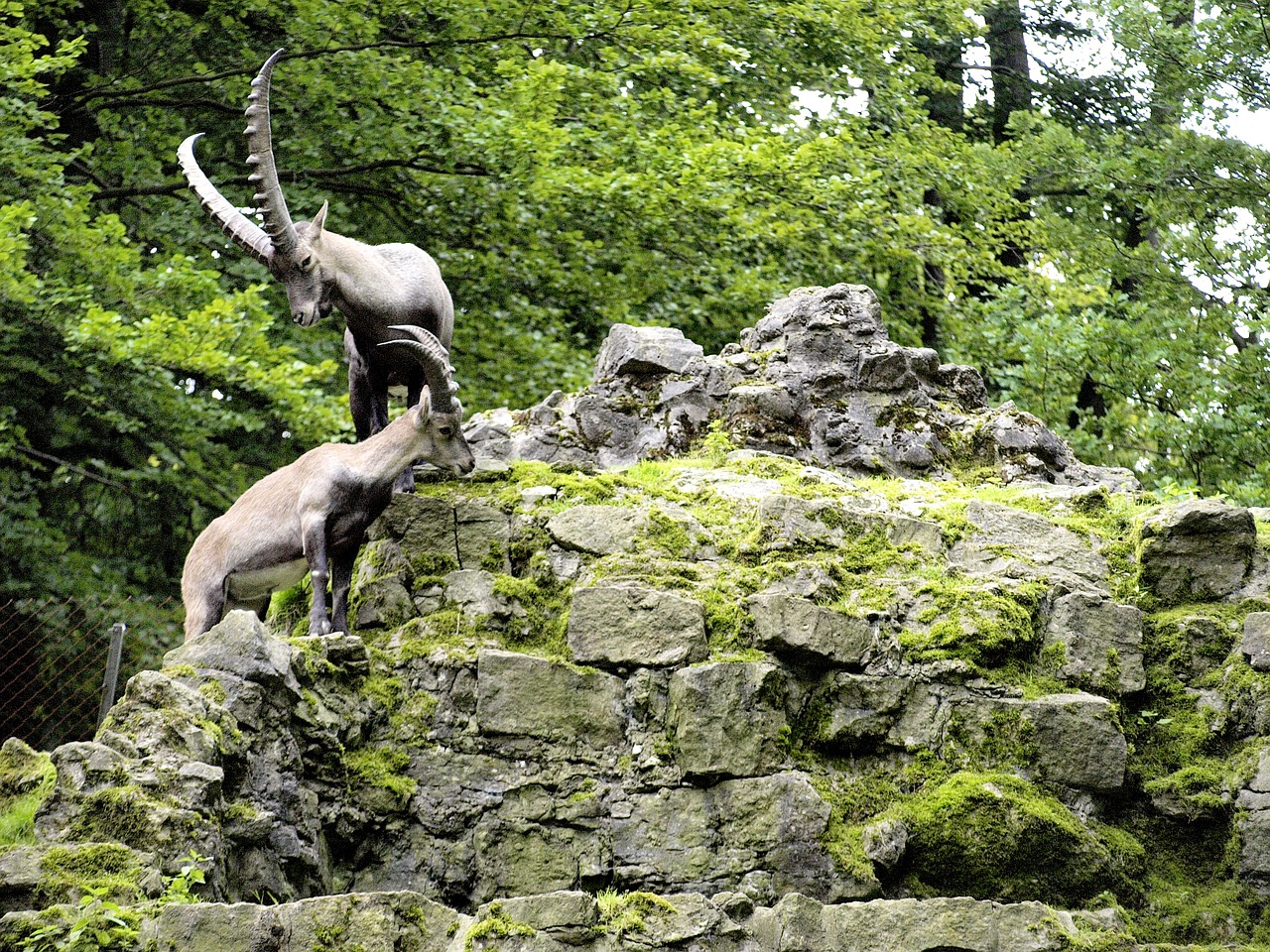 capricorn wildlife park horns free photo