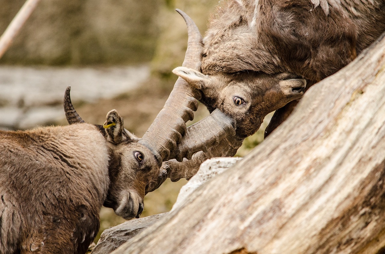 capricorn ibex fight free photo