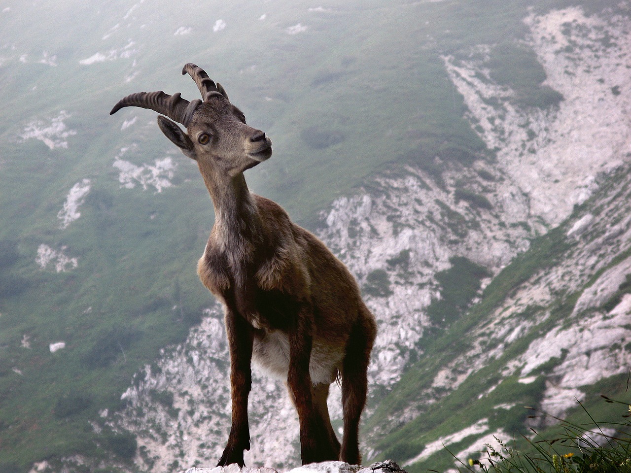 capricorn animal alpine free photo