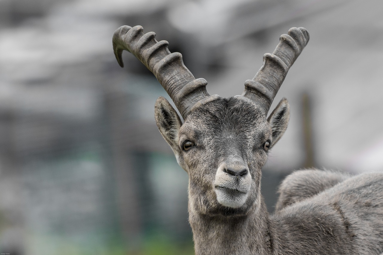 capricorn young animal horns free photo