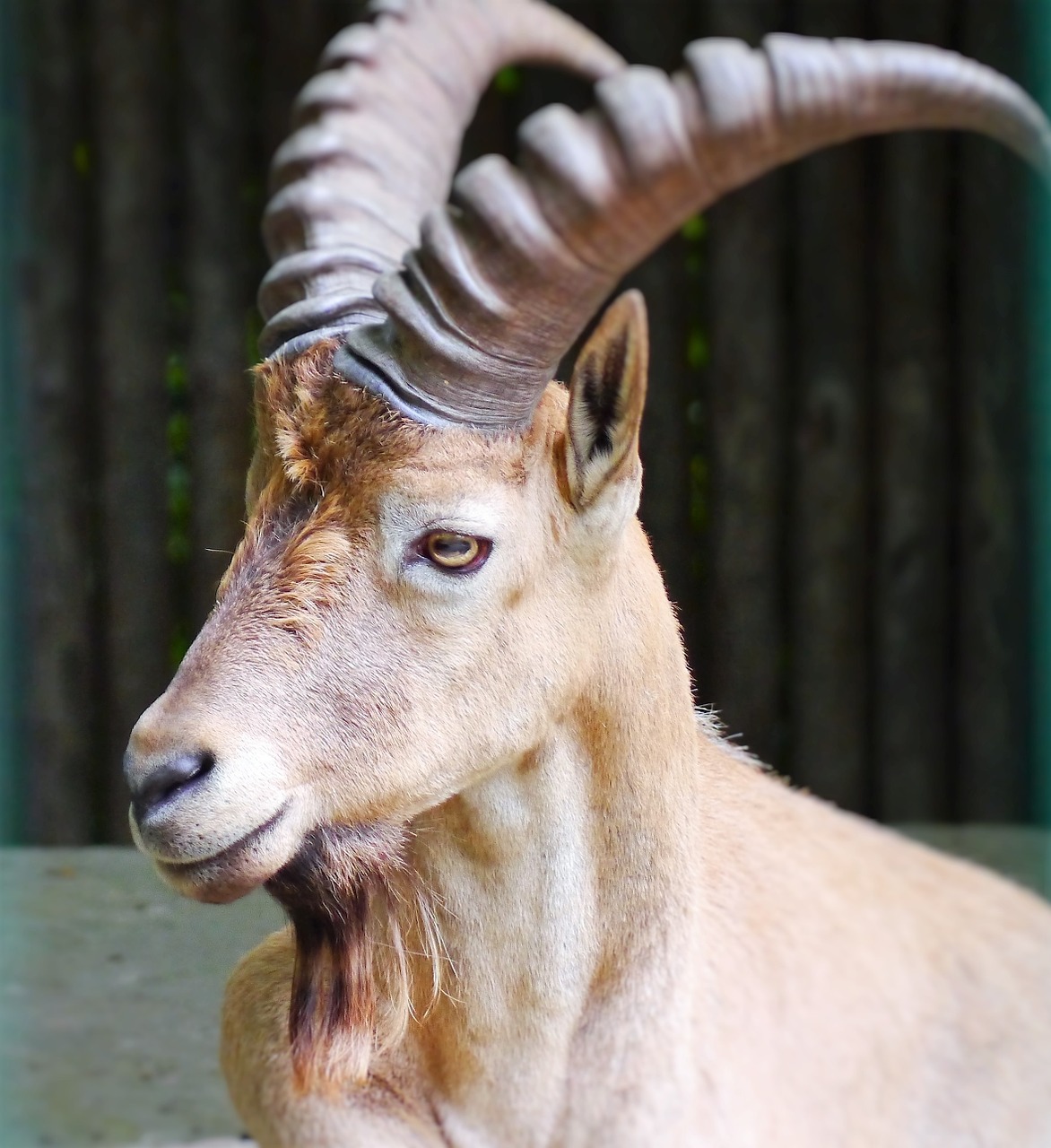 capricorn alpine ibex horns free photo
