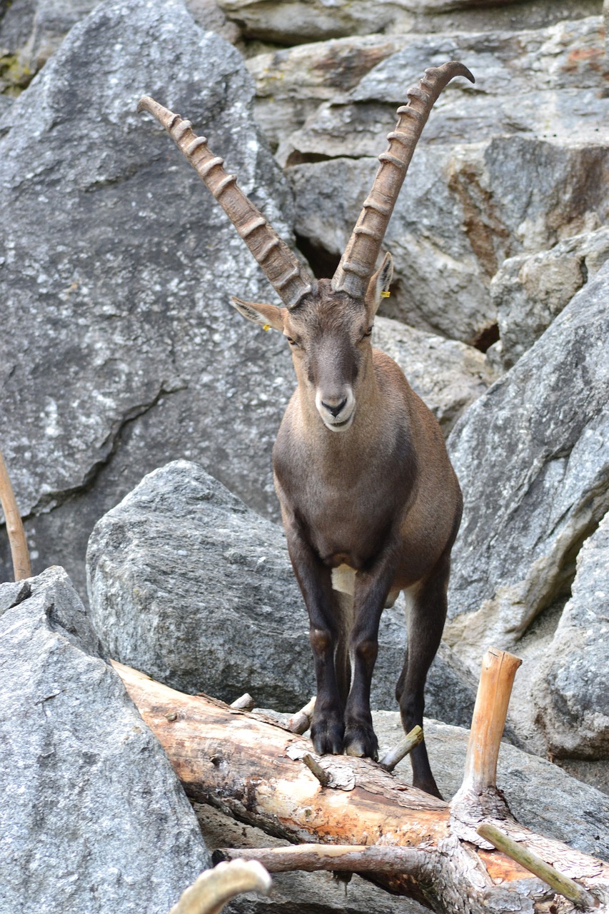 capricorn alpine climb free photo