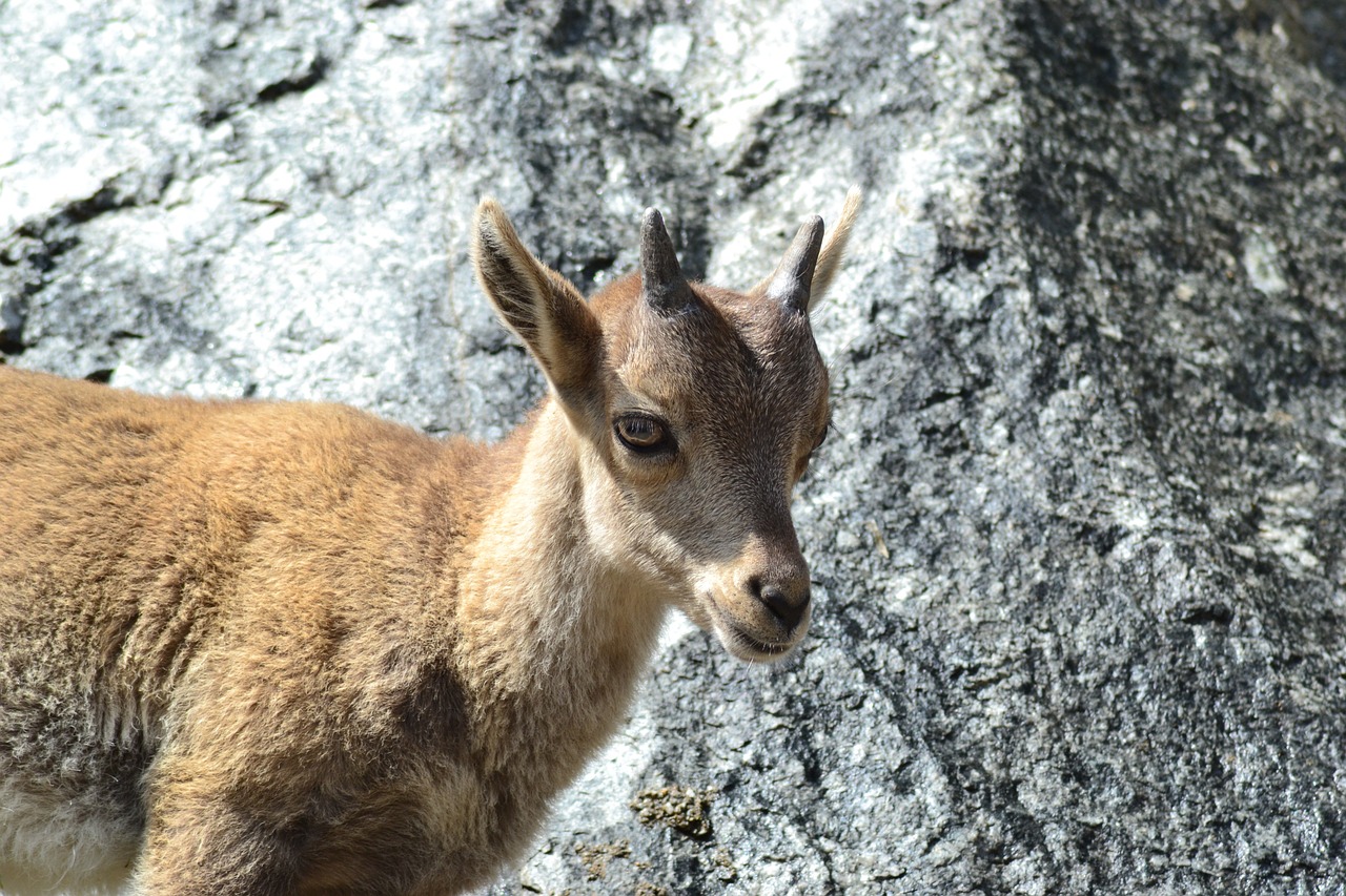 capricorn animal child mountains free photo