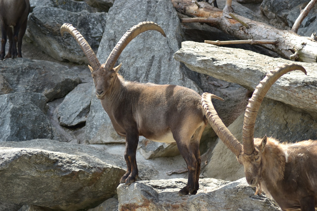 capricorn ibex alpine free photo