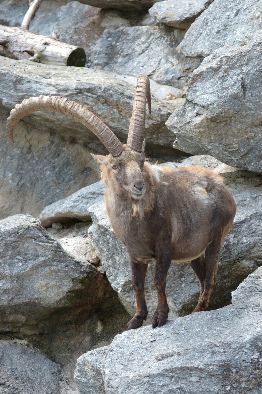 capricorn ibex alpine free photo