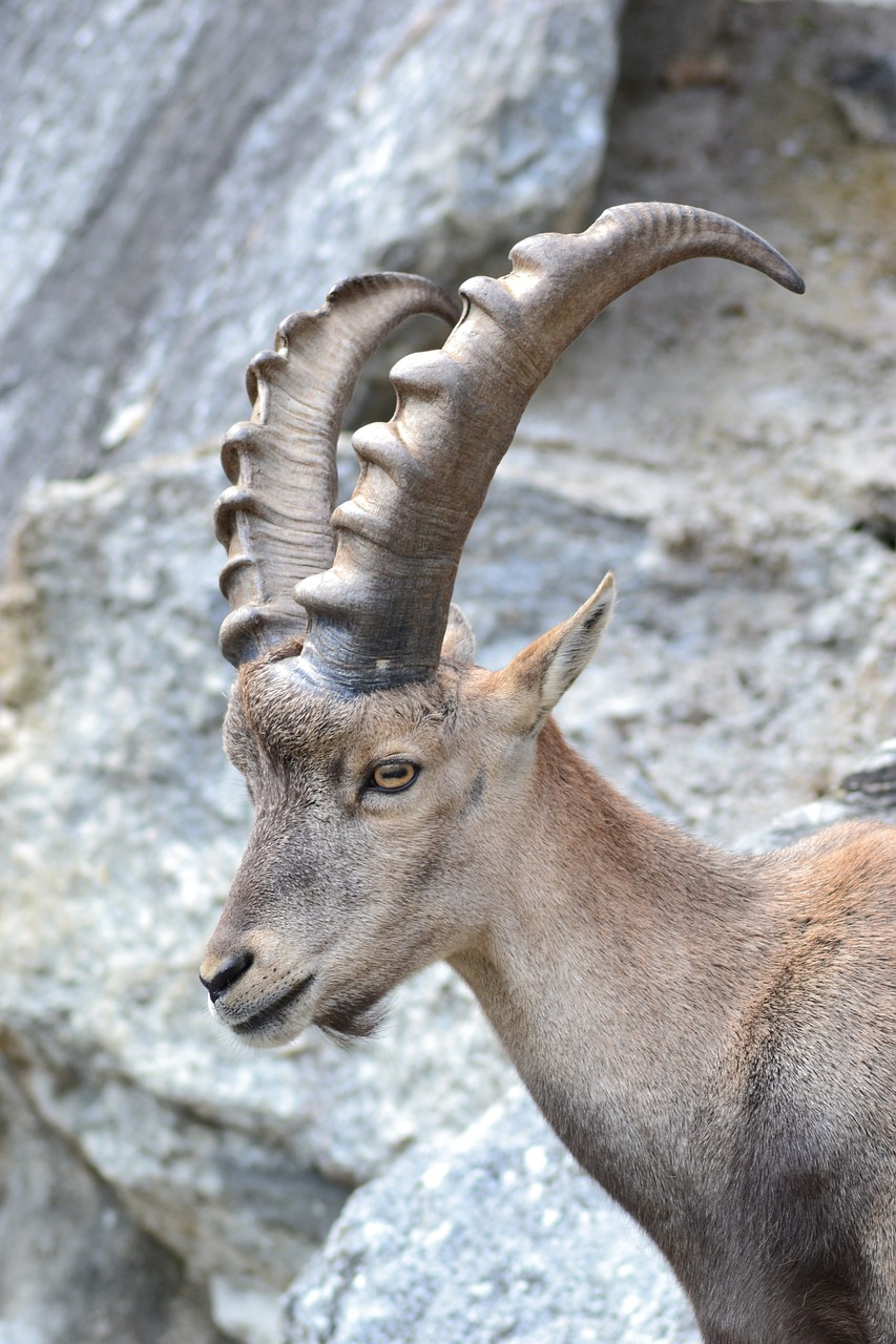 capricorn ibex alpine free photo