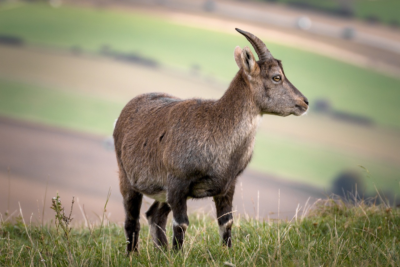 capricorn nature ibex free photo