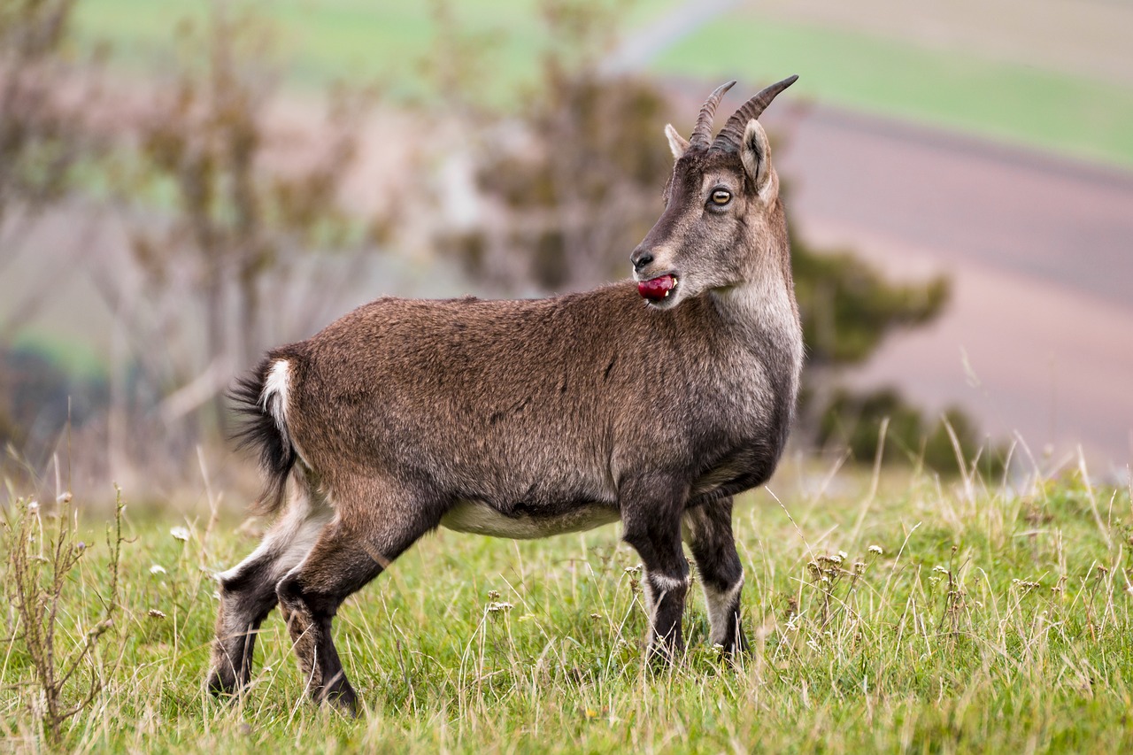 capricorn nature ibex free photo