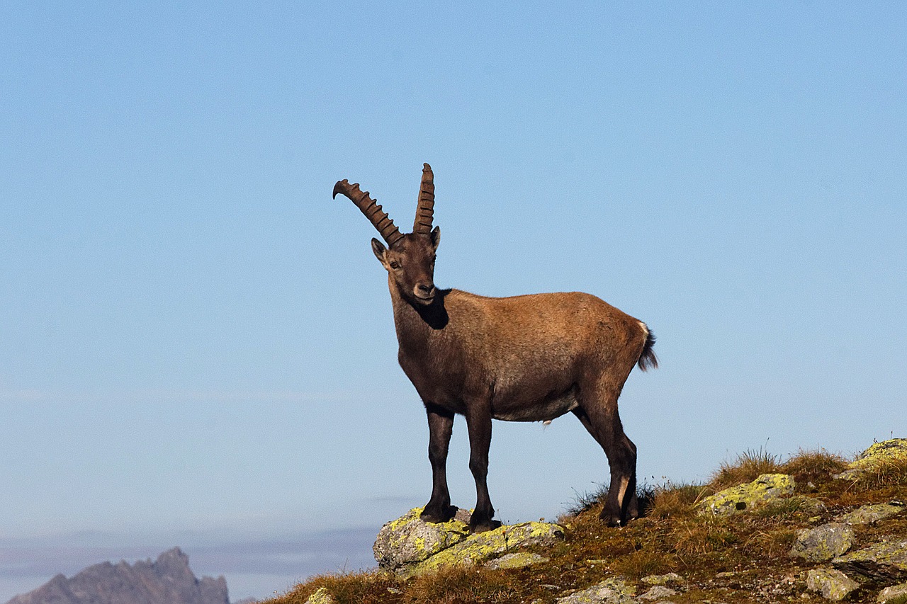 capricorn animal mountains free photo