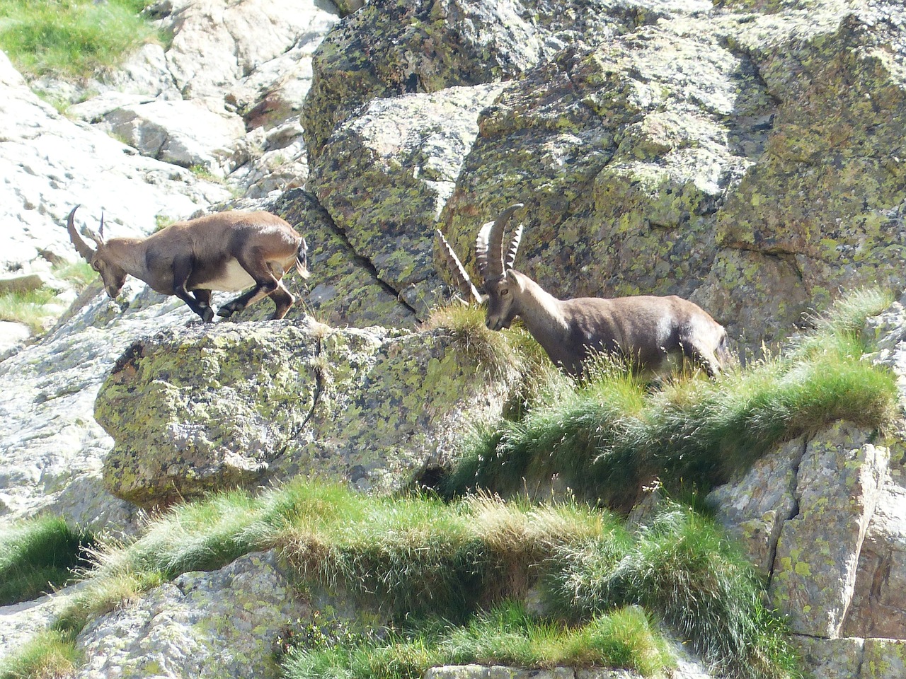 capricorn alpine ibex capra ibex free photo
