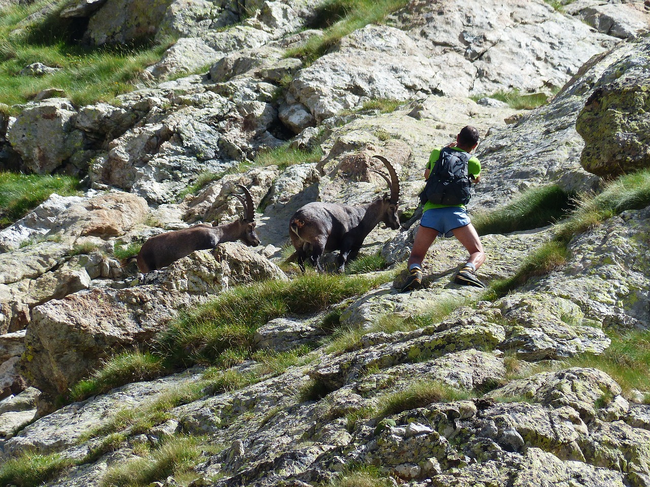 capricorn alpine ibex capra ibex free photo