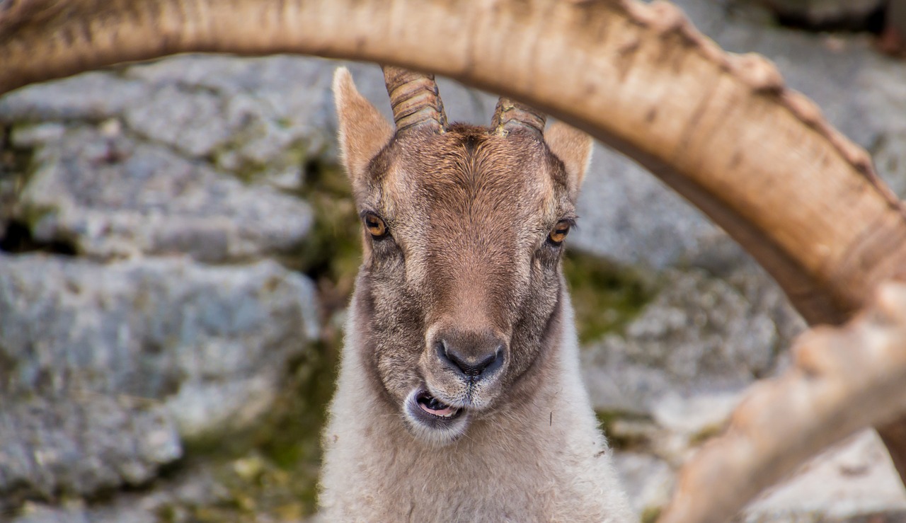 capricorn goats bock free photo