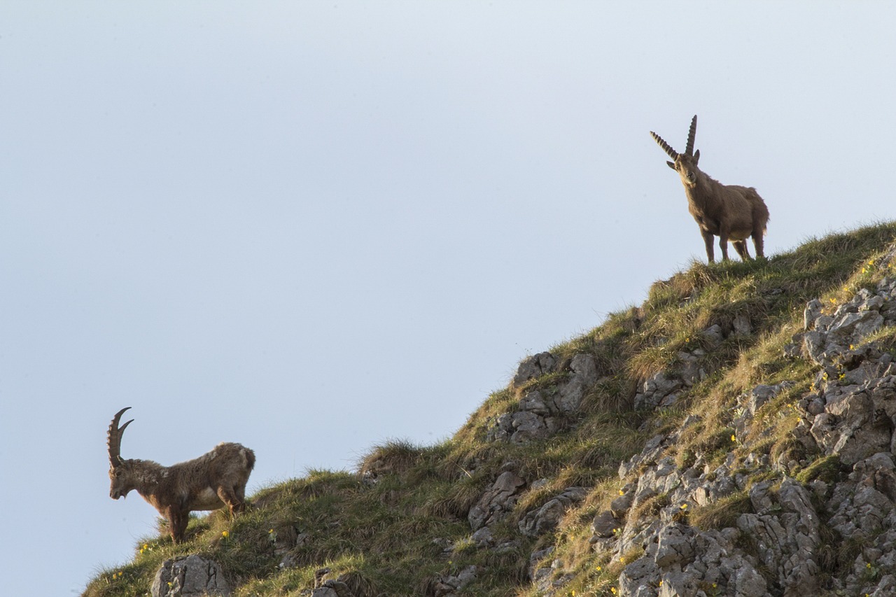 capricorn alpine ibex animal free photo