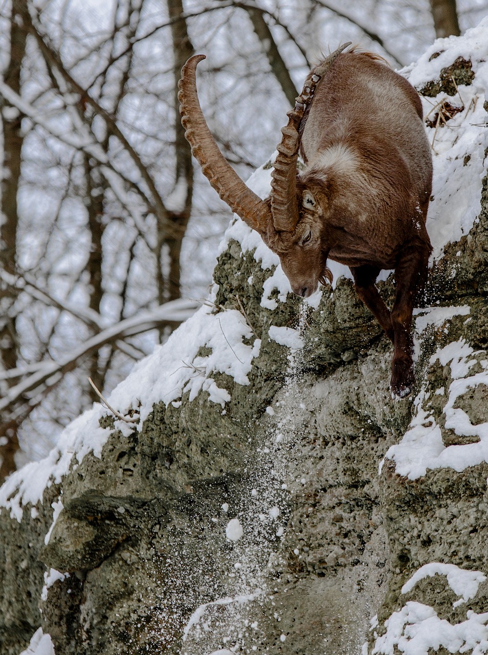 capricorn alpine ibex goat-like free photo