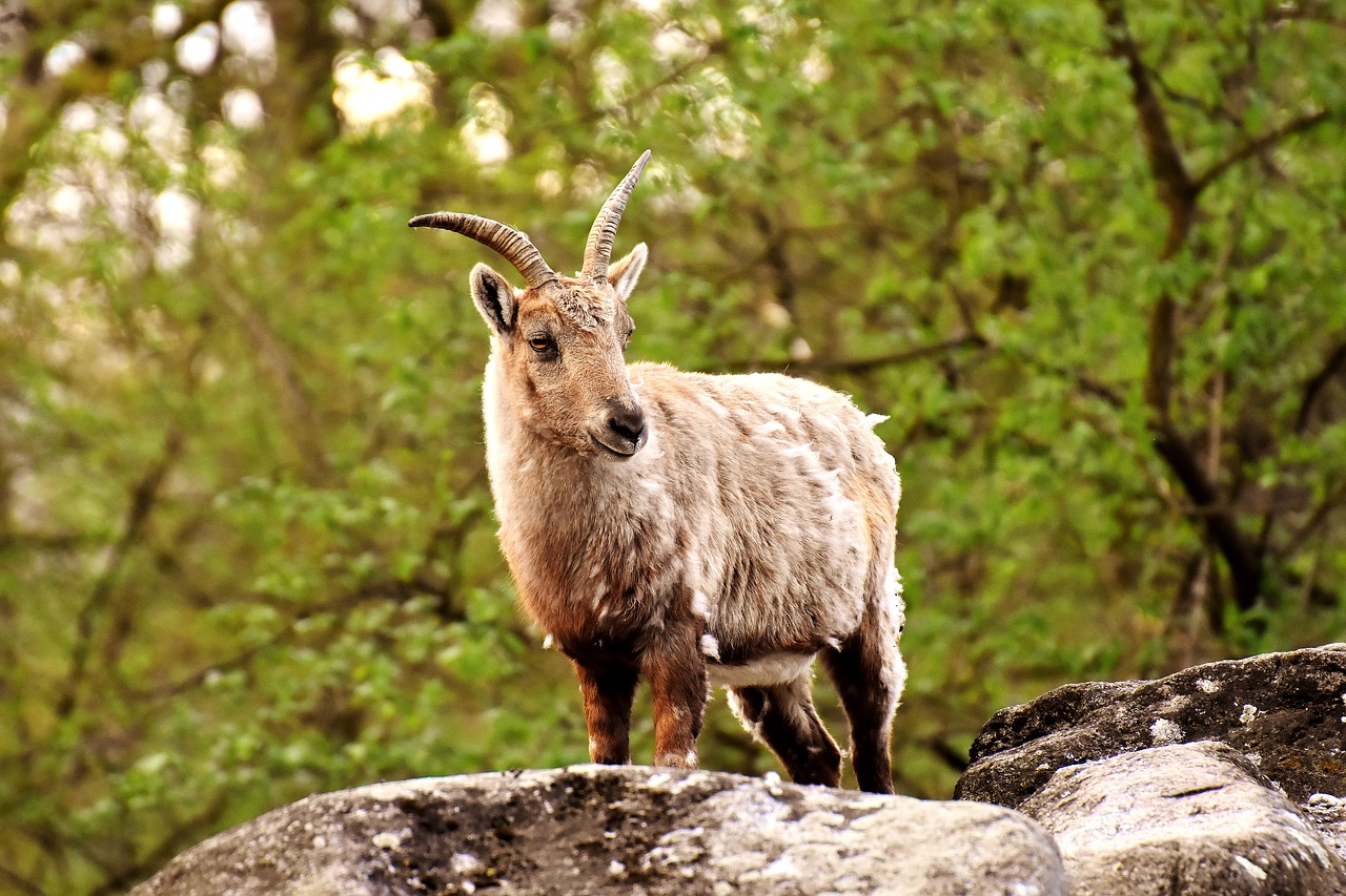 capricorn animal horns free photo