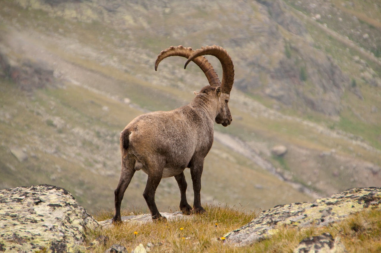 capricorn alpine wild animal free photo