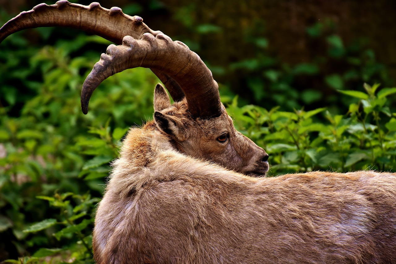 capricorn horns animal free photo